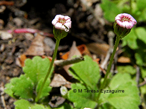 Lagenophora hariotii