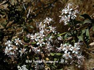 Proustia cuneifolia ssp. cuneifolia