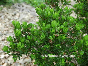 Proustia cuneifolia ssp. tipia