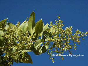 Spinoliva ilicifolia ssp. ilicifolia