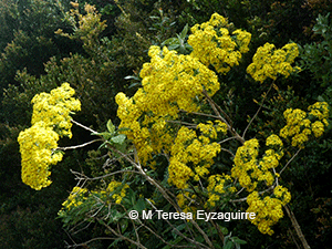 Acrisione cymosa