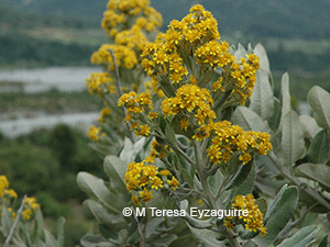 Acrisione denticulata var. pilota