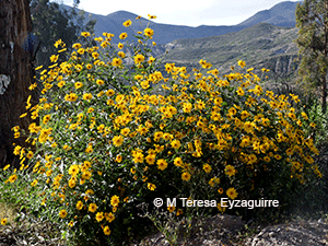 Aldama helianthoides