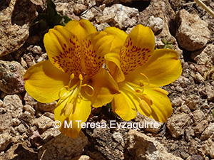 Alstroemeria esteparica