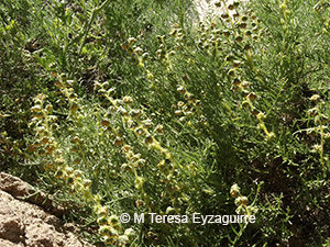Ambrosia artemisioides