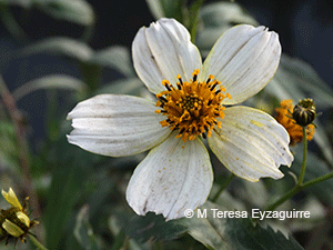 Bidens aurea