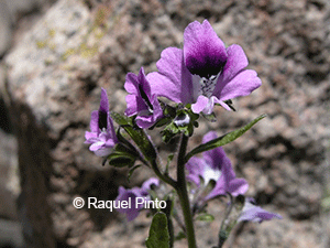 Schizanthus fallax