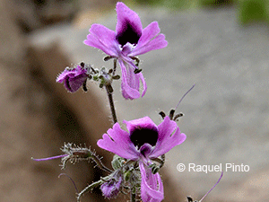 Schizanthus nutantiflorus