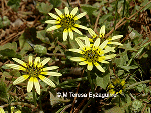 Arctotheca calendula