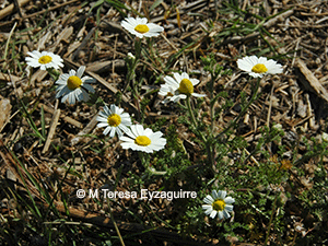 Cladanthus mixtus