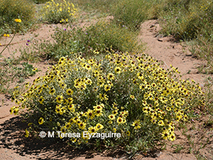Encelia canescens