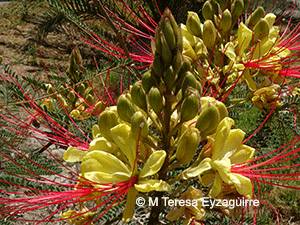 Erythrostemon gilliesii
