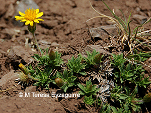 Haplopappus anthylloides