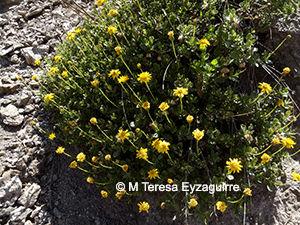 Haplopappus arbutoides