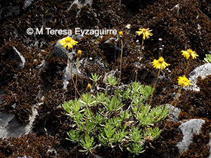Haplopappus bustillosianus