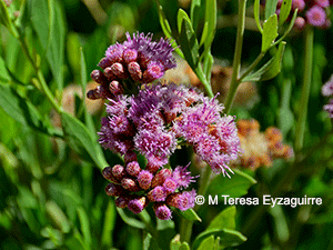 Tessaria absinthioides