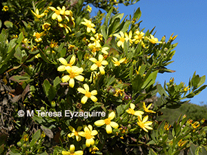 Chrysanthemoides monilifera