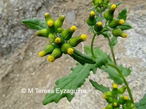 Erechtites leptanthus