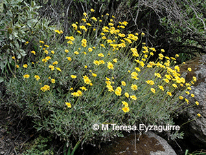 Haplopappus uncinatus