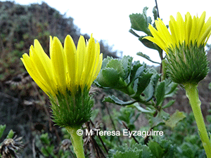 Haplopappus chrysanthemifolius