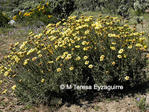 Haplopappus coquimbensis