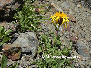 Haplopappus diplopappus ssp. diplopappus