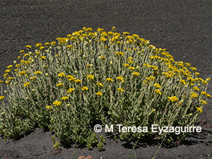 Haplopappus grindelioides
