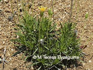Haplopappus integerrimus