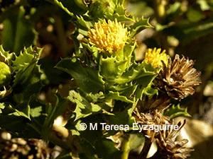 Haplopappus multifolius ssp. multifolius