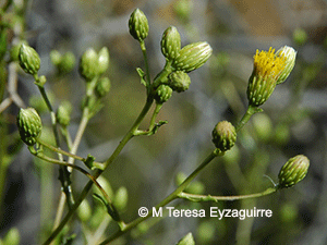 Haplopappus remyanus