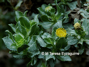 Haplopappus rengifoanus