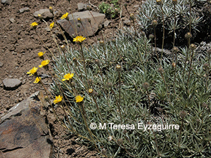 Haplopappus schumannii