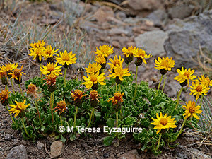 Haplopappus scrobiculatus