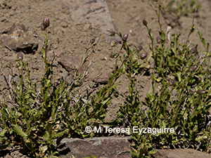 Haplopappus undulatus
