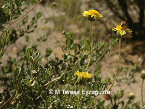 Haplopappus velutinus ssp. velutinus