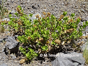 Haplopappus multifolius ssp. ovalifolius