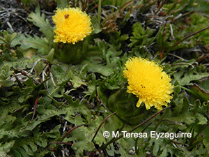 Hypochaeris acaulis