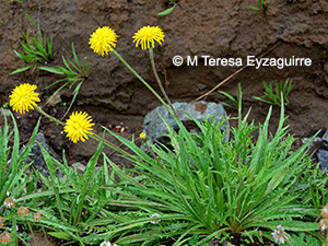 Hypochaeris apargioides
