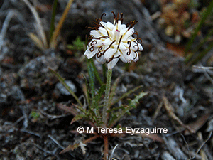 Hypochaeris incana
