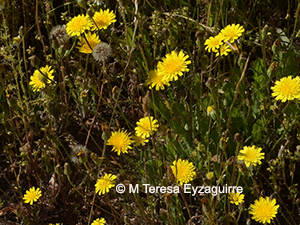 Hypochaeris radicata