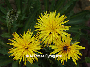 Hypochaeris scorzonerae