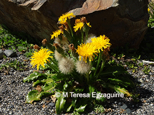 Hypochaeris spathulata