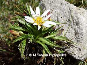 Hypochaeris taraxacoides
