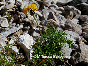 Hypochaeris tenuifolia