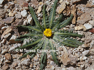 Hypochaeris eremophila