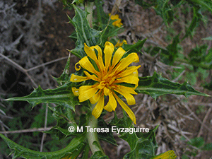Scolymus hispanicus