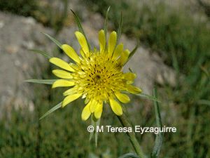 Tragopogon dubius