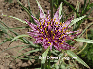 Tragopogon porrifolius