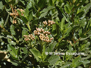 Baccharis alnifolia