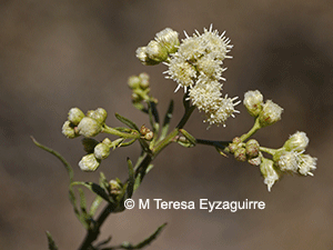 Baccharis glutinosa